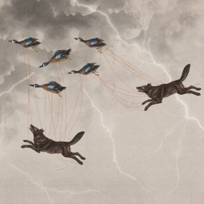 Szara tapeta mural scienny burza wilki dzikie kaczki byfoxes