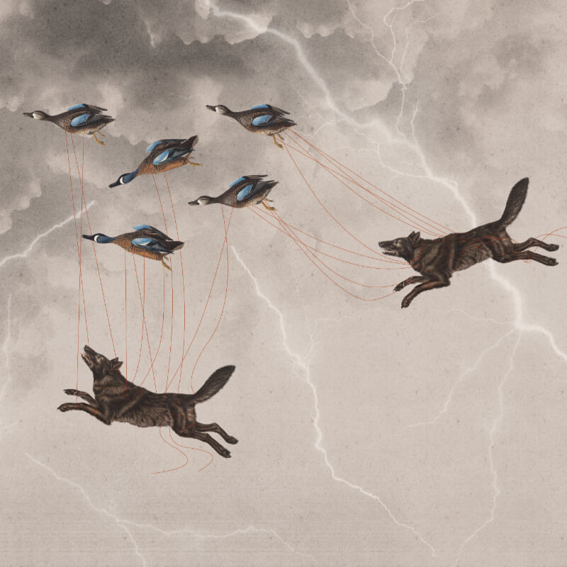 Szara tapeta mural scienny burza wilki dzikie kaczki byfoxes